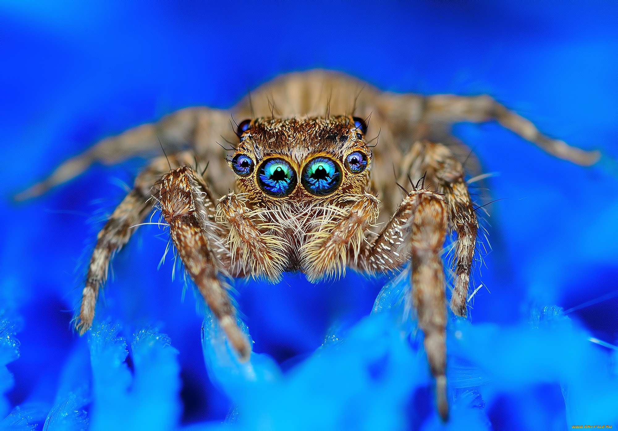 Spider. Паук скакунчик глаза. Evarcha culicivora. Скакунчик Тарантул. Паук скакун euophrys.